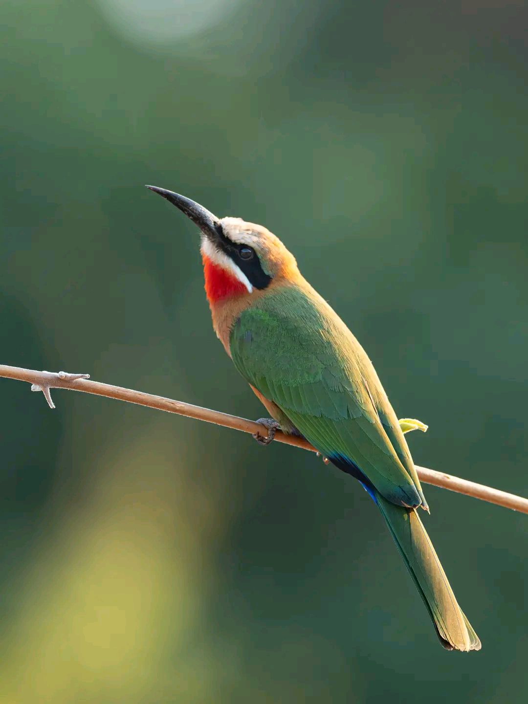 Bird Watching Safari