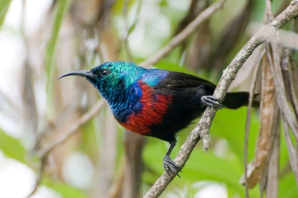 Migratory Birds