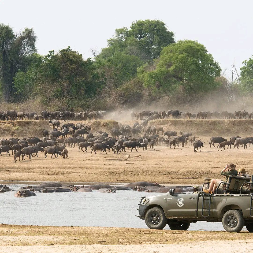 Game Drive