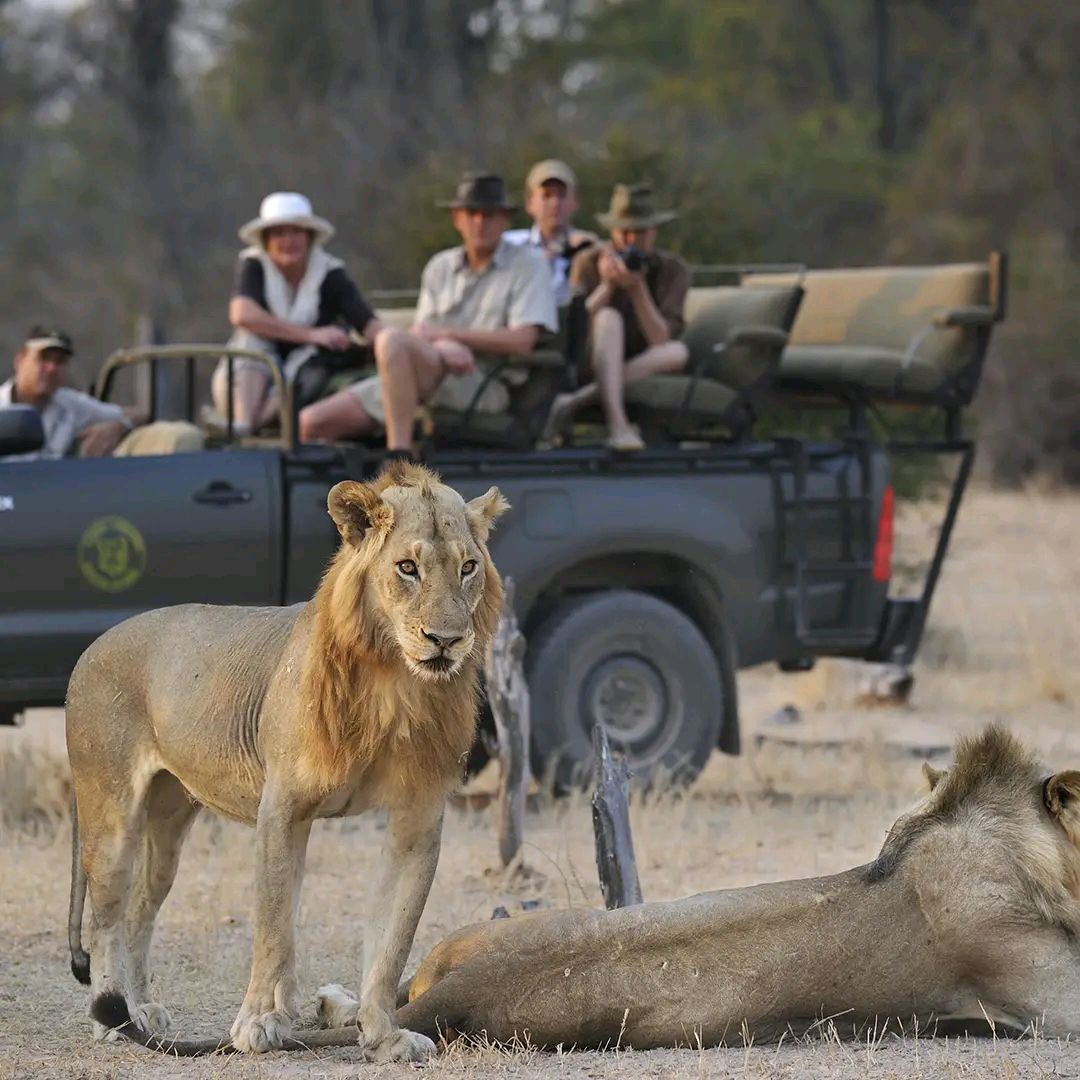 Game Drive