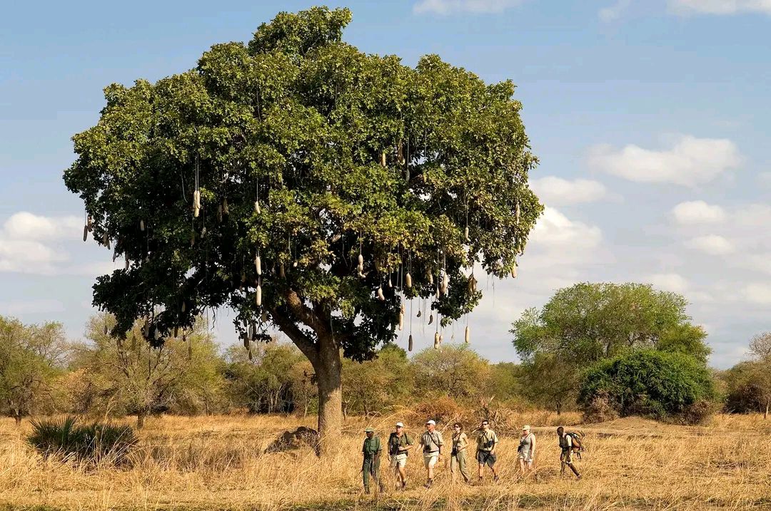 Walking Safari