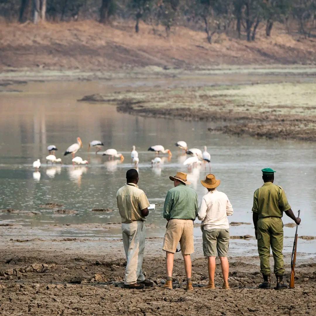 Walking Safari